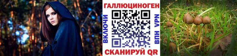 Галлюциногенные грибы Psilocybine cubensis  Купить закладки  Бакал 